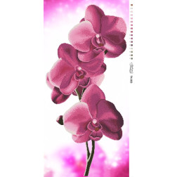 Схема картины Орхидеи для вышивки бисером на габардине (ТК003пн4695)